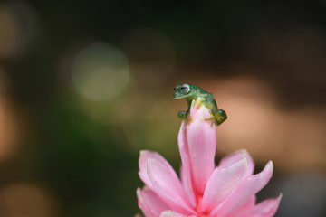Emerald Glass Frog on pink flower