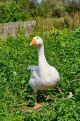 white goose running over potato plantings