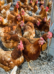 Chickens on traditional free range poultry farm