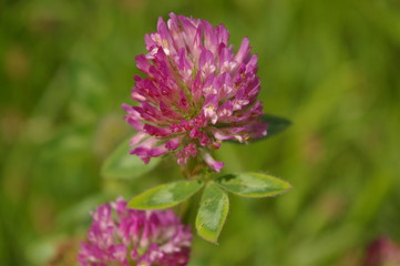 Trifolium pratense 