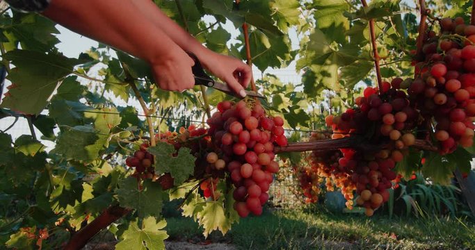 Farmer cuts a large bunch of grapes from the vine