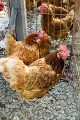 Chickens in the traditional free-range poultry farm