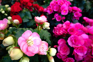 beautiful camellia flowers