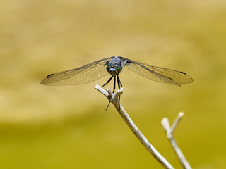 Blue dragonfly, Orthetrum cancellatum, perched on a bush near Bicorp, Spain