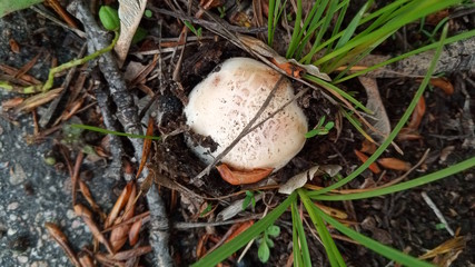 mushroom in the forest