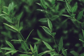 Obraz premium Green leaves pattern background. Natural background and wallpaper. Green plant natural pattern.