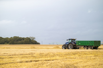 Fototapeta premium English wheat field harvesting