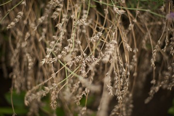 Green leaves pattern background. Natural background and wallpaper. Green plant natural pattern.