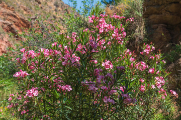 bush with pink flowers in the river