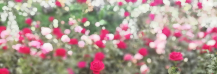 Obraz na płótnie Canvas Blured Rose Garden Background