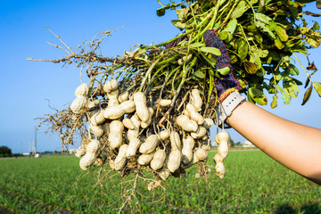 The farmer is holding a bunch of peanuts in front of the farm background. in Yunlin County, Taiwan.
