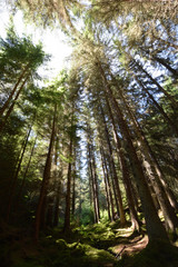 Farigaig Forest besides Loch Ness the Scottish Highlands