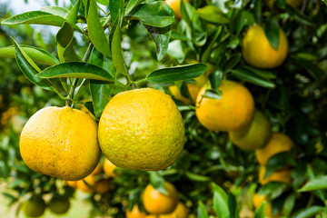 Close-up of orange fruits in the orchard of Taichung, Taiwan.
