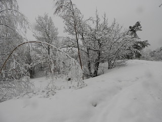 Snow-covered trees growing on snow-covered rocks