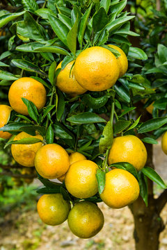 close-up of oranges fruit in the orchard, Taichung Taiwan.