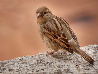 House sparrow (Passer domesticus) in the city. Selective focus