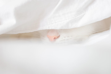 White cute cat sleeps in a sheet. Only the nose is visible. The concept of pets, comfort, cleanliness. Copspace.