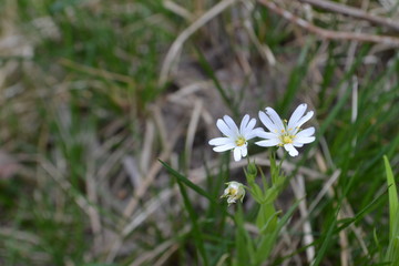 White starlet flowers on green background