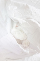 Fototapeta na wymiar White cute cat sleeps in a sheet. Only the nose and paws are visible. The concept of pets, comfort, cleanliness. Copspace.