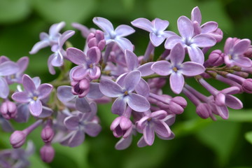 Fototapeta na wymiar Purple lilac flowers on green background
