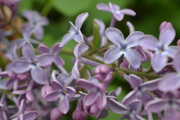 Purple lilac flowers on green background