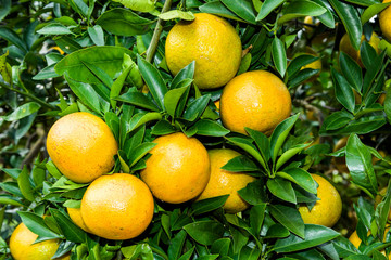 a lot of ripe oranges grows on the orange tree in Taichung, Taiwan