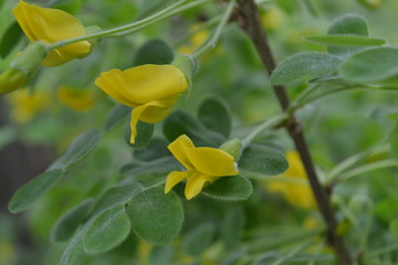 Yellow wild acacia flowers on green background