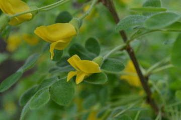 Fototapeta na wymiar Yellow wild acacia flowers on green background