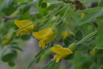 Naklejka na ściany i meble Yellow wild acacia flowers on green background