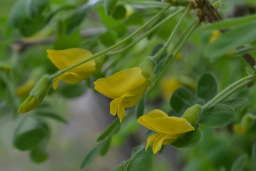 Fototapeta na wymiar Yellow wild acacia flowers on green background