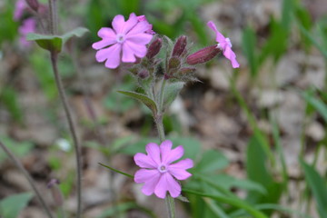 Pink Sandman flowers on a background of green grass