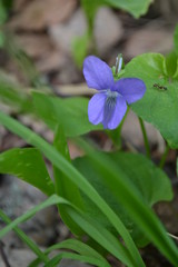 Blue flowers on a background of green leaves