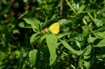 the small yellow butterfly on the green grass plant.