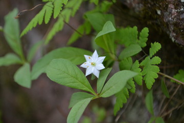 White flower star on green background