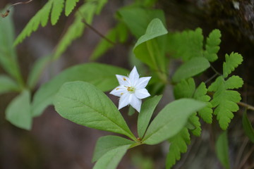 White flower star on green background