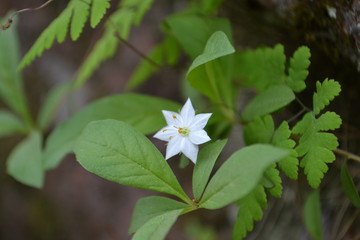White flower star on green background