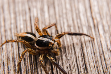 spider on the wall