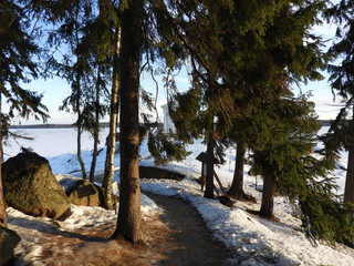 Winter snow-covered rocky lake shore with pine trees growing on it
