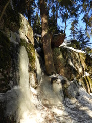 Old spruce growing on a rock in the snow