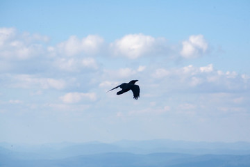 Fototapeta na wymiar crow soaring in the sky. bird in the sky