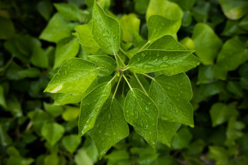 A set of leaves on a tree.