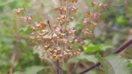 Thai basil at my front garden