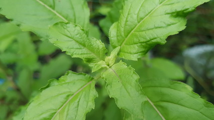 Thai basil at my front garden