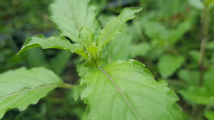 Thai basil at my front garden
