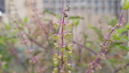 Thai basil at my front garden