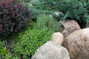 Beautiful blooming herbal garden with chives, lavender, rosemary, mint, catnip and many others. Herbal and Medicinal plants Garden.