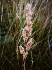 Dry stalk of field grass (cereals) against a background of green grass. Autumn landscape.
