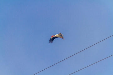 White stork flying in a blue sky not very high.