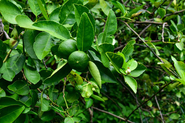 green peas on a vine