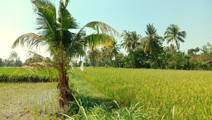 Obraz premium palm trees in the field